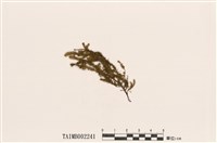 藏品(樹平苔屬)的圖片